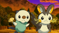 Moustillon (de Sacha) et Emolga (d'Iris)