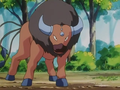 Tauros (d'un Dresseur)