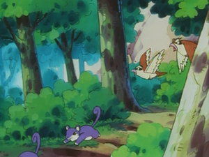 EP031 - Rattata et Roucool.png