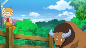 LV147 - Baggiguane et Tauros de Sacha.png
