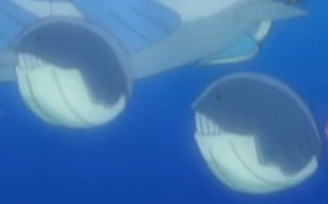 Wailmer XY001.png