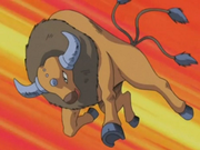 Tauros(de Sacha)