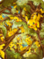 Couverture - Pikachu