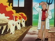 Ponyta et Galopa(du Laboratoire Pokémon du Professeur Chen)