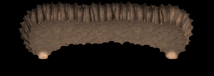 Pentoblique Grotte.png