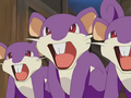 Rattata (sauvages)