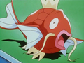 Magicarpe (d'un Dresseur)