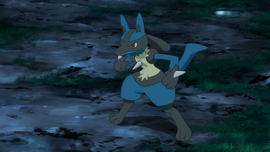 LV135 - Lucario de Sacha.png