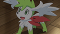 ► Shaymin ► (sauvage)