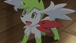 SL146 - Shaymin (Céleste).png