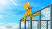 Abra(sauvage)