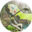 Icône - Meloetta