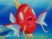 Magicarpe(sauvage)