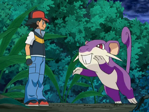 DP140 - Rattata.png