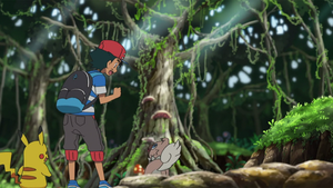Jungle Sombrefeuille animé.png