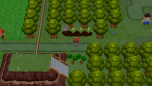 Route 212 Arbres à Baies 3 DEPS.png