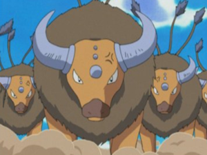 Tauros Sacha.png