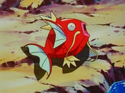 Magicarpe(sauvage)