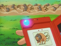 Description de Tauros dans l'épisode 33.