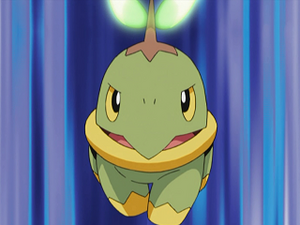 DP064 - Tortipouss de Sacha.png