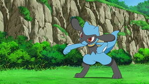 LV027 - Riolu de Sacha.png