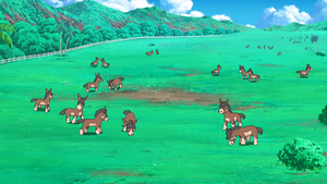 SL011 - Tiboudet de la ferme de Kiawe.png