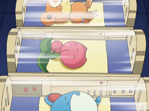 DP166 - Marill, Ceribou et Teddiursa d'un Dresseur.png