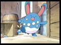 Azumarill (sauvage)