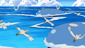 NB086 - Goélise et Wailord.png