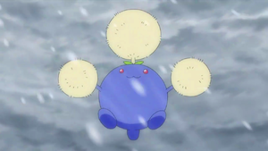 XY057 - Cotovol d'Amaro.png