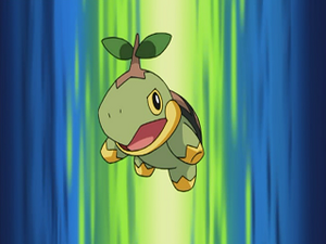 DP034 - Tortipouss de Sacha.png