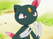 Farfuret(sauvage)