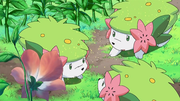 Shaymin(sauvages)