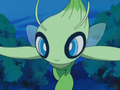 Celebi (sauvage)