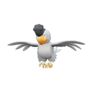 Plumage Blanc