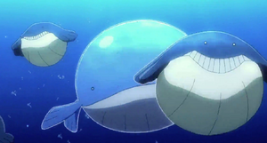 Wailmer et Wailord sauvages - Film 17 Intro.png