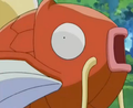 Magicarpe (du Vendeur de Magicarpe)