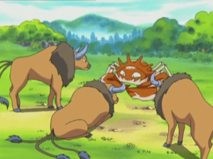 Chronicles 07 - Krabboss et Tauros de Sacha.png