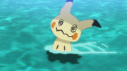 Mimiqui(sauvage)