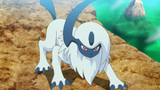 Absol(sauvage ► de Goh)