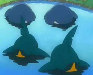 EP272 - Wailmer et Sharpedo.png