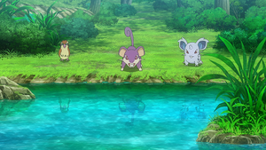 LV053 - Roucool, Rattata et Nidoran♀.png