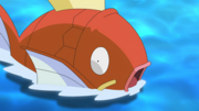 Magicarpe(sauvage ► de Goh)