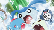 TentacoolTentacool de Goh, BabimantaBabimanta de Goh,PtitardPtitard de Goh et LamantineLamantine de Goh (de Goh)