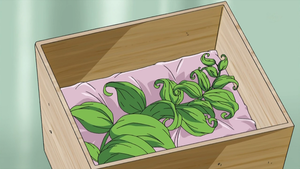Herbe Rappel animé.png