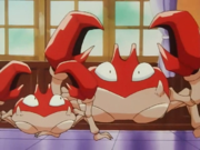 Krabby (de Sacha)et Krabby (de Régis)