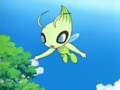 Celebi (sauvage)