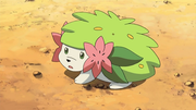 Shaymin(sauvage)