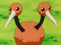 Doduo (de Régis)