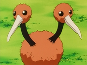 Doduo(de Régis)